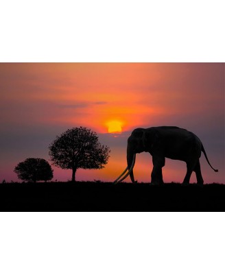 Africa Sunset Africa Sunset