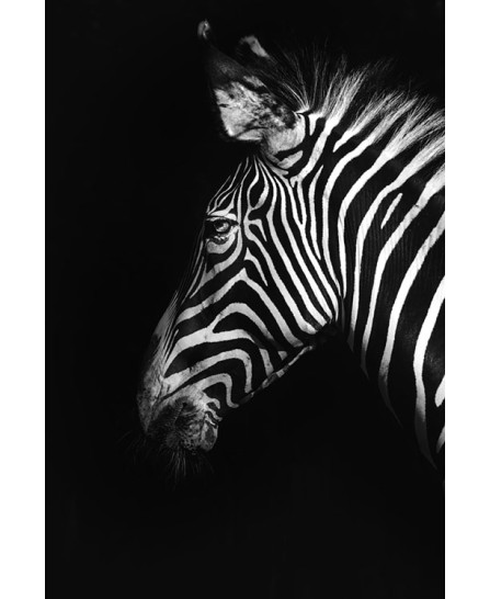 Zebra Zebra