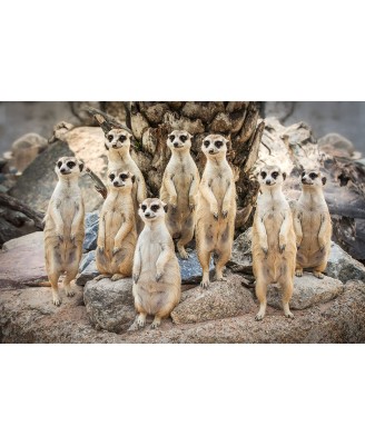 Meerkats (Family) Meerkats (Family)