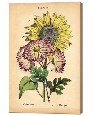 Flowers - vintage graphic (canvas print)