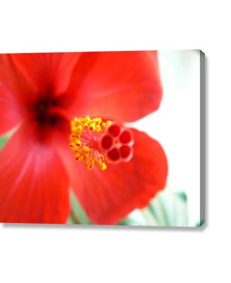 Japanese Rose (canvas print)