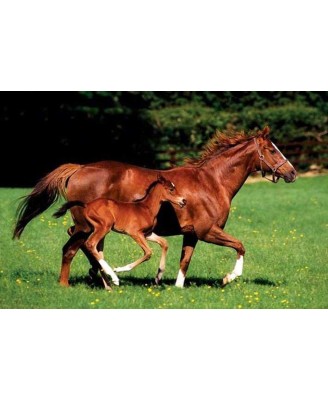 Mare and Foal Mare and Foal