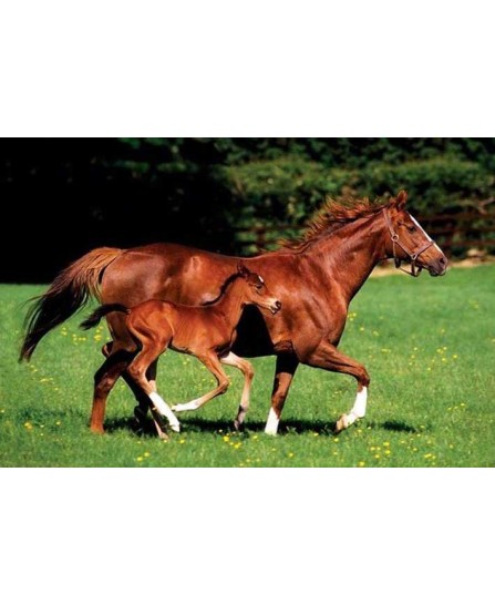 Mare and Foal Mare and Foal