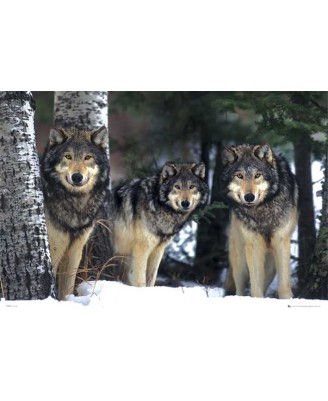 Wolves Wolves