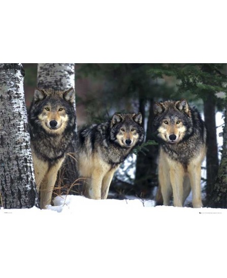 Wolves