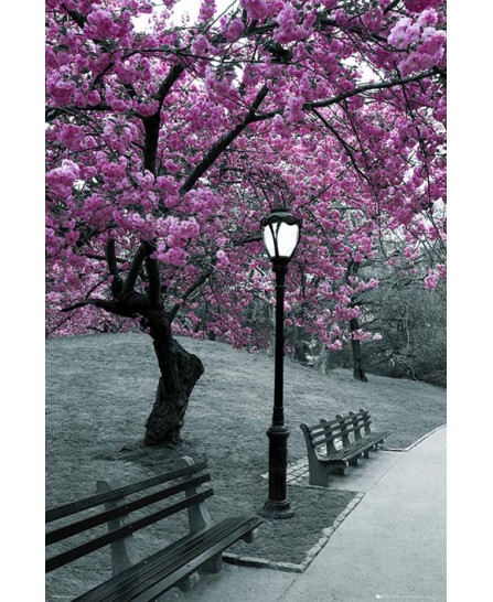 NY - Central Park Tree Blossom NY - Central Park Tree Blossom