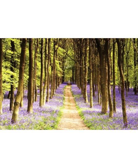 Woodland Path Woodland Path