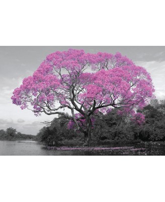 Tree Blossom