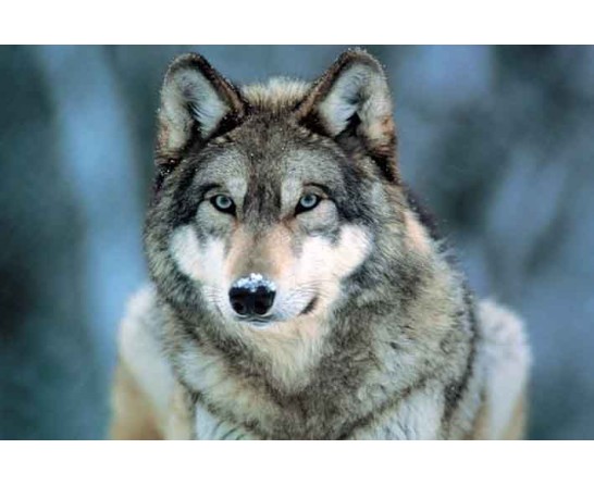 Grey Wolf Grey Wolf