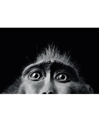 Tim Flach (Monkey Eyes) - BW Tim Flach (Monkey Eyes) - BW