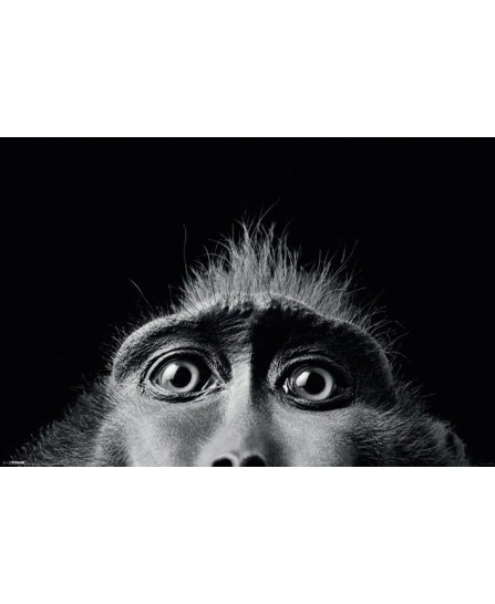 Тим Флеч - Monkey Eyes Тим Флеч - Monkey Eyes