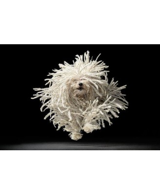 Tim Flach (Flying Mop) Tim Flach (Flying Mop)