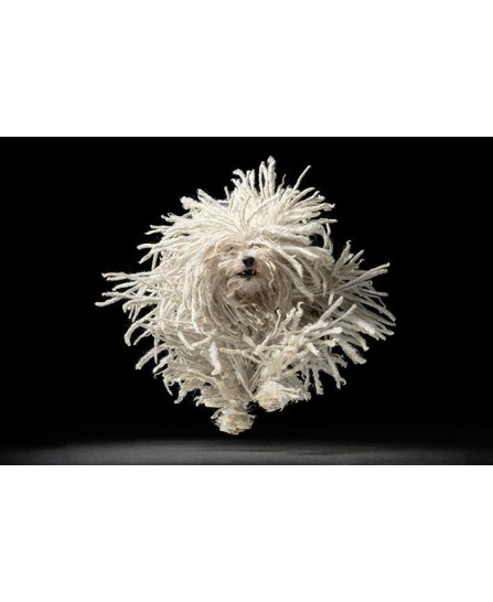 Tim Flach (Flying Mop) Tim Flach (Flying Mop)
