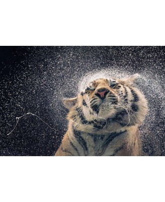Tim Flach (Kanja) - Tiger Tim Flach (Kanja) - Tiger