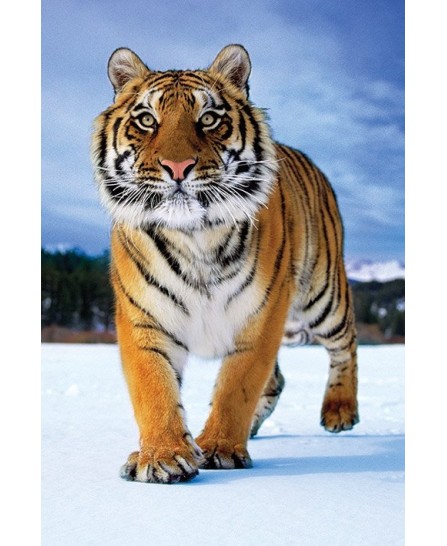 Siberian Tiger