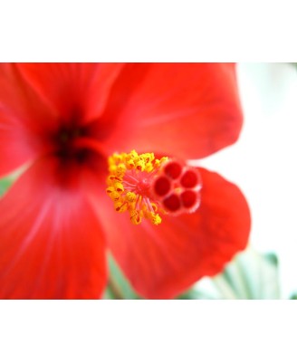 Japanese rose flower - 40х50см