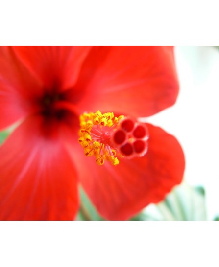 Japanese rose flower - 40х50см