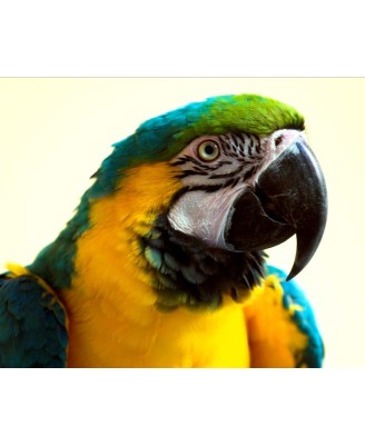 PARROT - 40x50cm