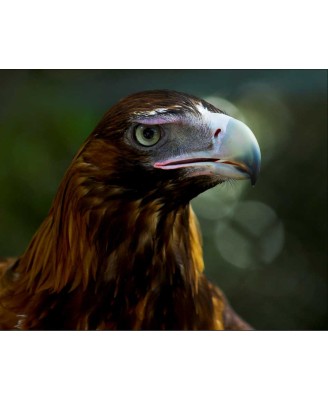 MIGHTY EAGLE - 40x50cm