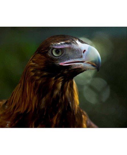 MIGHTY EAGLE - 40x50cm